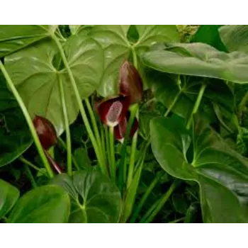 Organic Hybrid Plant